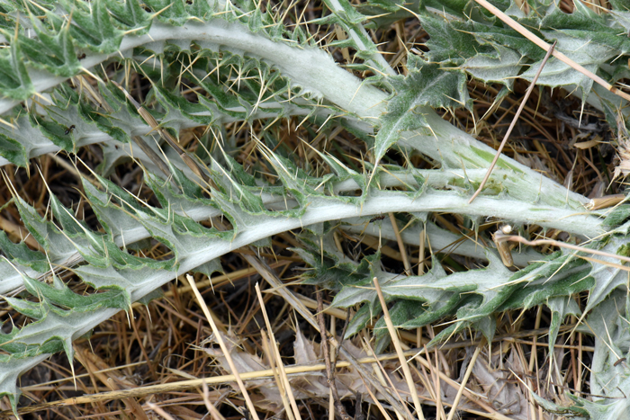 Yellowspine Thistle leaves are grayish-white (tomentose), alternate and with a variable shape from oblong to narrowly elliptic, note as shown in the photo they are also strongly undulate. Cirsium ochrocentrum
